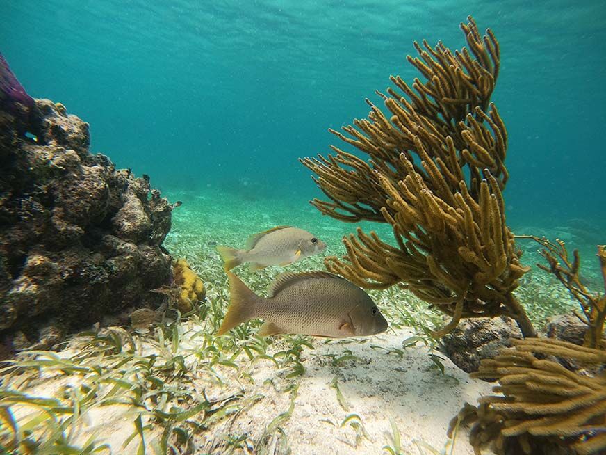 Man sieht ein Bild von Fischen unter Wasser, das mit der GoPro Hero 9 aufgenommen wurde. 
